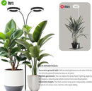 GLOWRIUM Indoor Grow Light, 40 Watt Full Spectrum LED Plant Growth Light with Stand, Adjustable Height with Timer 3/9/12 hrs, Black LED Plant Lamp by GreenHaven Gardens