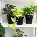 Essential Houseplant Collection (4PK) Live Plants Indoor Plants Live Houseplants in Plant Pots, Easy House Plants Indoors Live, Snake Plant, Pothos in Potting Soil, Clean Air Plants by Plants for Pets by GreenHaven Gardens