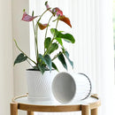 Ton Sin Plant Pots,White 6 Inch Flower Pots for Plants,Ceramic Planter with Drainage Holes,Indoor Planter Pots with Saucer,Outdoor Garden Pots (White, 4 Pack) by GreenHaven Gardens