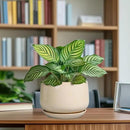 G EPGardening Ceramic Planter - 7 Inch Plant Pots with Drainage and Ceramic Tray, Flower Pots for Indoor Plants, Round Outdoor Planter, Room Decor, Gifts for Plant Lovers, Beige by GreenHaven Gardens