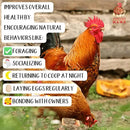Pampered Chicken Mama Backyard Chicken Molting Supplement: Fluffiest Feathers Ever Backyard Chicken Feed and Supplies for Hens (6 Pound Economy Size) by GreenHaven Gardens