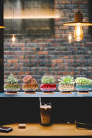 Cute Ceramic Succulent Garden Pots, Planter with Drainage and Attached Saucer, Set of 5 -Plants Not Included (Round) by GreenHaven Gardens