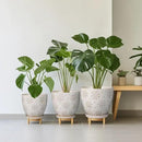 6.9 Inch Plant Pot with Drainage Hole and Saucer Ceramic Planter for Indoor Plant Flower Pot for Orchid Succulents Plants White by CozyNest Decor