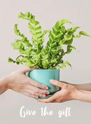 LE TAUCI Ceramic Plant Pots, 4.3+5.3+6.8 inch, Set of 3, Planters with Drainage Hole and Saucer, Indoor Flower Pot with Hole Mesh Pad, Gifts for Mom, Aqua by GreenHaven Gardens