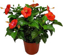 Hibiscus Plant Live - Hibiscus Bush - Red President - Overall Height 26" to 28" - Tropical Plants of Florida (Plant Only)… by GreenHaven Gardens