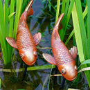 Antique Ceramic Koi Fish Garden Statues - Set of 2 | Exquisite Fish Sculptures for Outdoor, Patio, Pond, and Garden Decorations (Brassy) by GreenHaven Gardens