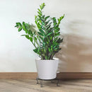 Self Watering Pots for Indoor Plants,12 inch Planters with Drainage Holes Plastic Flower Pots with Deep Reservoir, White by CozyNest Decor