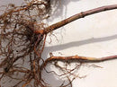 Japanese Red Maple Live Plants Shipped 1-2 Foot Tall by GreenHaven Gardens
