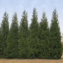 Brighter Blooms - Junior Giant Thuja Tree, 2-3 ft. - No Shipping to AZ by GreenHaven Gardens