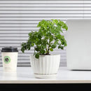 Ceramic Plant Pots with Drainage Holes and Saucers, Round White Flower Pots for Indoor Plant, Diameter 3.3/4.3/5.5 Inches Small Flower Planters Set of 3 by CozyNest Decor
