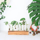 KAXYEW Plant Terrarium with Wooden Stand, Plant Propagation Tubes, 7 Test Tubes Glass Planter for Hydroponic Plant Cuttings Home Office Décor by GreenHaven Gardens