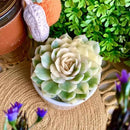 FWPP Live Succulents Plants,Echeveria Onslow Variegated 3.2 inches Mini Indoor Plants,Bare Root Without Pot Soil Live Plant,Succulents Plants Live for Gift Party Wedding Garden Baby Shower DIY Decor by GreenHaven Gardens