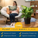 Costa Farms Dieffenbachia Live Indoor Plant, Easy to Grow Houseplant, Potted in Indoors Garden Nursery Plant Pot, Potting Soil Mix, Grower's Choice, Home and Office Plants Decor, 1 Foot Tall by GreenHaven Gardens