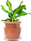 D'vine Dev 6 Inch Design Self Watering Pot for Indoor Plants, Terracotta Planter with Cylinder Glass Cup, Set of 1, 37-X-B-1 by GreenHaven Gardens