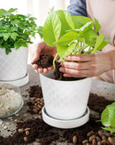 EFISPSS Flower Planter –5 inch Ceramic Plant Pots with Drainage Holes and Ceramic Tray - Gardening Home Desktop Office Windowsill Decoration Gift Set of 4 - Plants NOT Included (White) by GreenHaven Gardens