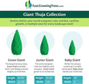 Brighter Blooms - Junior Giant Thuja Tree, 1-2 ft. - No Shipping to AZ by GreenHaven Gardens