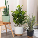 ZMTECH Plant Pots, Set of 6 6.5'' Self Watering Plastic Planter with Drainage Hole and Saucer,Modern Decorative Flower Pot for Indoor Outdoor House Plants, Succulents, Flowers - Dark Gray by GreenHaven Gardens