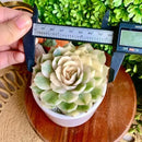 FWPP Live Succulents Plants,Echeveria Onslow Variegated 3.2 inches Mini Indoor Plants,Bare Root Without Pot Soil Live Plant,Succulents Plants Live for Gift Party Wedding Garden Baby Shower DIY Decor by GreenHaven Gardens