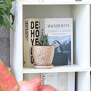 4 Inch Mini Plant Pots, Ceramic Succulent Planter with Drainage Hole and Saucers for Indoor Plants, Small Garden Pots for Succulent, Herb and Flower, Set of 4 by CozyNest Decor