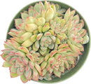 Live Succulent Plants Echeveria 'Mebina', Easy Care Potted Succulents, Approx 4" D x 4" H, Indoor Houseplant, Unique Gifts, Home Office Décor by GreenHaven Gardens