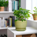 G EPGardening Indoor Plant Pot 5.5 Inch - Ceramic Planter with Drainage Hole and Saucer, Round Boho Plant Pot for Indoor Plants, Plant Lover Gifts, Home Garden Office Decor, Green by GreenHaven Gardens