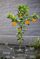 Citrus Tree Potting Soil Mix, Special Blend for Indoor Oranges, Lemons, Limes and More - (2 Quart Bag) by GreenHaven Gardens
