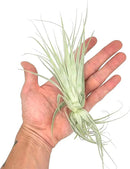 Live Air Plant - Tillandsia Gardneri 5-7” - 5ct - ragnaroc Rare Collectors Indoor Tropical Plant - Live Arrival Guaranteed - House Plants for Home Decor & Gift by GreenHaven Gardens
