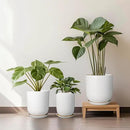 Plant Pot 8 Inch - Ceramic Planter for Indoor Plants Outdoor, Large Plant Pot with Drainage Hole and Saucer, Modern Flower Pot, White by GreenHaven Gardens