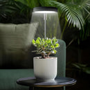 Grow Lights for Indoor Plants Small Potted - Full Spectrum, Auto 3/9/12H Timer, 10-Level Dimming & Adjustable Height - Compact Grow Light for Succulents, Herbs, Foliage in Home/Office (Black,3PACKS) by GreenHaven Gardens