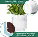 Phoenix Vine 8 Inch Self Watering Planter, White Terracotta Clay Pot with Glass Reservoir for Indoor Plants, Herbs, Flowers, Set of 1, 52-B-H-1 by GreenHaven Gardens