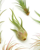 Shop Succulents | Assorted Collection of Live Air Plants, Hand Selected Variety Pack of Air Succulents | Collection of 8 by GreenHaven Gardens