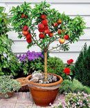 Premium Peach Potting Soil Mix - Optimal Nutrient-Rich Blend for Thriving and Juicy Peaches - 3 Quart by GreenHaven Gardens