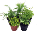 Hirt's Terrarium Kit with 5 Terrarium Plants and 5 Ferns by CozyNest Decor
