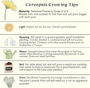 Clovers Garden Coreopsis Moonbeam (Tickseed) Plants – Two (2) Live Plants – Non-GMO - Not Seeds - Each 4" to 8" Tall – in 4" Inch Pots – Hardy Flowering Perennial, Pollinator Favorite by GreenHaven Gardens