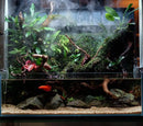 Anubias Live Aquarium Plants - Potted Freshwater Plant for Fish Tanks, Terrariums - Beginner Friendly Low Light (Congensis, 1 Pot) by GreenHaven Gardens