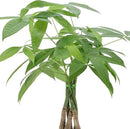 Arcadia Garden Products Money Tree Live Indoor Plant in 6 in. Plastic Grower Pot, Black *Sold by Amazon and Arcadia Garden Products* by GreenHaven Gardens