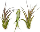 Live Air Plant – Tillandsia Capiput, Jumbo 6-9” - 1ct - Live Arrival Guaranteed - House Plants for Home Decor & Gift by GreenHaven Gardens