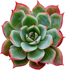 2" Rare Succulent Echeveria 'Yeon-Deung', Live Succulents Plants Fully Rooted in Grower Pots, Unique Gift for Wedding Favor, Party Favor by GreenHaven Gardens