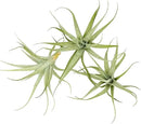 Live Air Plants - Tillandsia Albida 3-5" - 3ct – ragnaroc Live Indoor Plant - Live Arrival Guaranteed - House Plants for Home Decor & Gift by GreenHaven Gardens