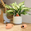 4 Pack Olla Watering Pot, Self Watering Globes 5.2oz Slow Release Terracotta Watering Spikes for Indoor Outdoor Plants, Easy to Refill Automatic Dripping Clay Bulbs Planter Insert (4.9" Tall, Cone) by GreenHaven Gardens
