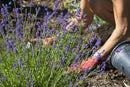 Premium Lavender Potting Mix - Nourish Your Lavender Plants for Beautiful Blooms - 1 Quart by GreenHaven Gardens