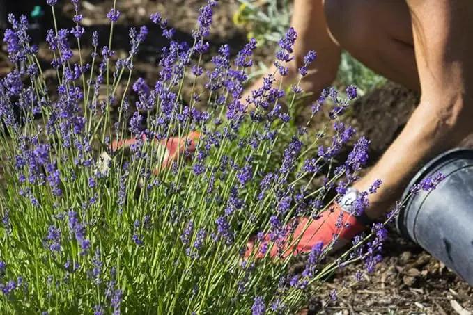 Premium Lavender Potting Soil by Gardenera - Unlock The Full Potential of Your Lavender Plants - 5 QUARTS, photo 3 of 4