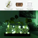 XXXFLOWER Plant Propagation Station with Wooden Stand，Air Plant Terrarium Starter Kits Star Vases for Flowers Plant Cutting Rooting Pots Indoor Hydroponic Glass Planter for Plant Lovers,3 Jars by CozyNest Decor