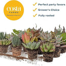 Costa Farms Succulents (100 Pack), Live Mini Succulent Plants, Grower's Choice Live Houseplants, Potted in Nursery Plant Pots, Potting Soil, Gift for Bulk Baby Shower, Bridal Shower, DIY Room Decor by GreenHaven Gardens