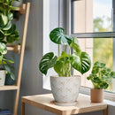 Ceramic Plant Pot 6.9 Inch - Ceramic Planter with Drainage Hole and Saucer Round Planter Flower Pot for Indoor Plants Outdoor Home Garden Office Decor White by CozyNest Decor