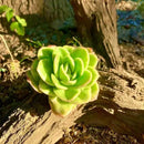 FWPP Succulents Plants Live,Echeveria ice Rose Variegated 3.5 inches Green Mini Indoor Plants,Bare Root Without Pot Soil,Live Plants for Gift Party Wedding Garden Baby Shower DIY Decor by GreenHaven Gardens
