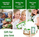 Ivolador I Plant Propagation Station, Bulb Plant Terrarium with Wooden Stand, Unique Gardening Gifts for Women, Hydroponic Indoor Planter, Home Office Garden Wedding Decor - 3 Bulb Glass Vases by GreenHaven Gardens