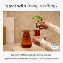 Counterstand Set – Vase Plant for Indoor Edible Garden Kit for Herbs & Lettuce – Small-Space Hydroponic System – Home Decor & Gifting – with Live Plants by GreenHaven Gardens