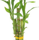 5-Stem Lucky Bamboo, Live Indoor Plant in Contour II Ceramic Planter for Home, Work, or Gift, White ***Cannot Ship to Hawaii*** by GreenHaven Gardens