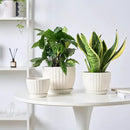 4/5/6 Inches Ceramic Plant Pots with Drainage Holes and Saucers, Round Flower Pots for Indoor Plant, Modern Flower Planters Set of 3 (White-Big Size) by CozyNest Decor